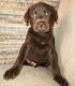Labrador Retriever Puppies for sale in Chula Vista, CA, USA. price: $600