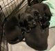 Labrador Retriever Puppies for sale in Blossburg, PA 16912, USA. price: $650
