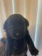 Labrador Retriever Puppies for sale in Palmdale, CA, USA. price: $500