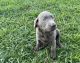 Labrador Retriever Puppies for sale in 1298 Grape Run Rd, Tunnelton, WV 26444, USA. price: NA