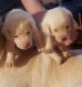Labrador Retriever Puppies for sale in Amado, AZ, USA. price: NA