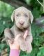 Labrador Retriever Puppies for sale in Bemidji, MN 56601, USA. price: $900