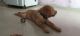 Labrador Retriever Puppies for sale in Jagdev Path, Jagdeo Path, Patna, Bihar 800014, India. price: 12000 INR