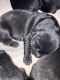 Labrador Retriever Puppies for sale in West Baldwin, ME 04091, USA. price: NA