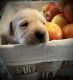 Labrador Retriever Puppies for sale in Chesterfield, MI 48051, USA. price: $1,500