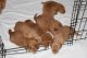 Labrador Retriever Puppies for sale in CRYSTAL CITY, CA 90220, USA. price: $750