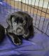 Labrador Retriever Puppies for sale in Bridgewater, VA 22812, USA. price: $700