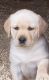 Labrador Retriever Puppies for sale in Middleborough, MA 02346, USA. price: $1,500