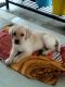 Labrador Retriever Puppies for sale in Guniyal Gaon, Uttarakhand, India. price: 9000 INR
