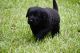 Labrador Retriever Puppies for sale in Ridgeway, SC 29130, USA. price: NA
