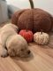 Labrador Retriever Puppies for sale in Lansing, MI, USA. price: NA