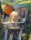 Labrador Retriever Puppies for sale in Taft, TN 38488, USA. price: NA