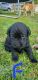 Labrador Retriever Puppies for sale in Bingham, ME, USA. price: $800