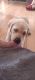 Labrador Retriever Puppies for sale in Mount Vernon, WA, USA. price: $800