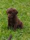 Labrador Retriever Puppies for sale in Hill City, MN 55748, USA. price: $500
