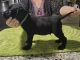 Labrador Retriever Puppies for sale in Hudson Valley, NY, USA. price: NA