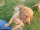 Labrador Retriever Puppies for sale in Atlanta, GA, USA. price: $700