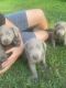 Labrador Retriever Puppies for sale in Columbia, MO, USA. price: $600