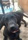 Labrador Retriever Puppies for sale in Bend, OR, USA. price: $500