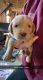 Labrador Retriever Puppies for sale in 35280 395th St, Guttenberg, IA 52052, USA. price: $450