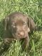 Labrador Retriever Puppies for sale in Jonesborough, TN 37659, USA. price: $600
