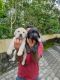 Labrador Retriever Puppies for sale in Sultan Bathery, Kerala, India. price: 7000 INR