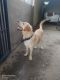 Labrador Retriever Puppies for sale in Karnataka 577542, India. price: 7000 INR