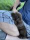 Labrador Retriever Puppies for sale in Cass City, MI 48726, USA. price: $1,200