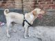 Labrador Retriever Puppies for sale in Alambagh, Lucknow, Uttar Pradesh, India. price: NA
