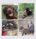 Labrador Retriever Puppies for sale in Rockford, AL 35136, USA. price: NA