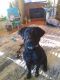 Labrador Retriever Puppies for sale in Hustisford, WI 53034, USA. price: $700