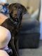 Labrador Retriever Puppies for sale in 12902 SE 312th St, Auburn, WA 98092, USA. price: $500