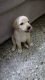 Labrador Retriever Puppies for sale in Virugambakkam, Chennai, Tamil Nadu, India. price: 10000 INR