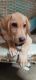 Labrador Retriever Puppies for sale in PyadaToli, Upper Bazar, Ranchi, Jharkhand 834001, India. price: 15000 INR