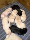 Labrador Retriever Puppies for sale in Auburn, AL, USA. price: $900
