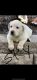 Labrador Retriever Puppies for sale in Garland, TX, USA. price: $800