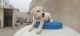 Labrador Retriever Puppies for sale in Gurugram, Haryana, India. price: 7000 INR