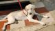 Labrador Retriever Puppies for sale in Dhamalwadi, Bhekrai Nagar, Pune, Maharashtra 412308, India. price: 20000 INR