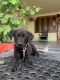 Labrador Retriever Puppies for sale in Sullurupeta, Andhra Pradesh 524121, India. price: NA