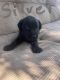 Labrador Retriever Puppies for sale in Brook Park, OH, USA. price: $1,000