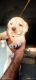 Labrador Retriever Puppies for sale in Rangapara North, No.3 Naharani T.E., Assam 784101, India. price: 15000 INR