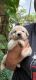 Labrador Retriever Puppies for sale in Kochi, Kerala, India. price: 6000 INR
