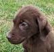 Labrador Retriever Puppies for sale in 102 W South St, Avon, IL 61415, USA. price: NA