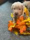 Labrador Retriever Puppies for sale in Fort Worth, TX, USA. price: NA
