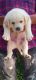 Labrador Retriever Puppies for sale in Uttam Nagar West, Uttam Nagar, Delhi, 110059, India. price: 12000 INR