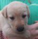 Labrador Retriever Puppies for sale in Carrollton, GA, USA. price: $60,000