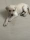Labrador Retriever Puppies for sale in Ashok Nagar, Chennai, Tamil Nadu, India. price: 12000 INR