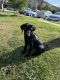 Labrador Retriever Puppies for sale in Pearland, TX, USA. price: NA