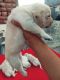 Labrador Retriever Puppies for sale in Samana Patiala Rd, Samana, Punjab 147101, India. price: 8000 INR