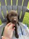 Labrador Retriever Puppies for sale in Guysville, OH 45735, USA. price: NA